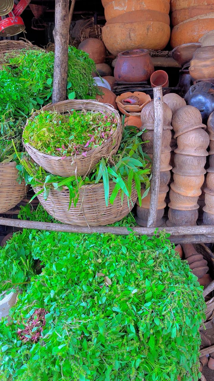 Poteries et plantes fraiches sur un etal