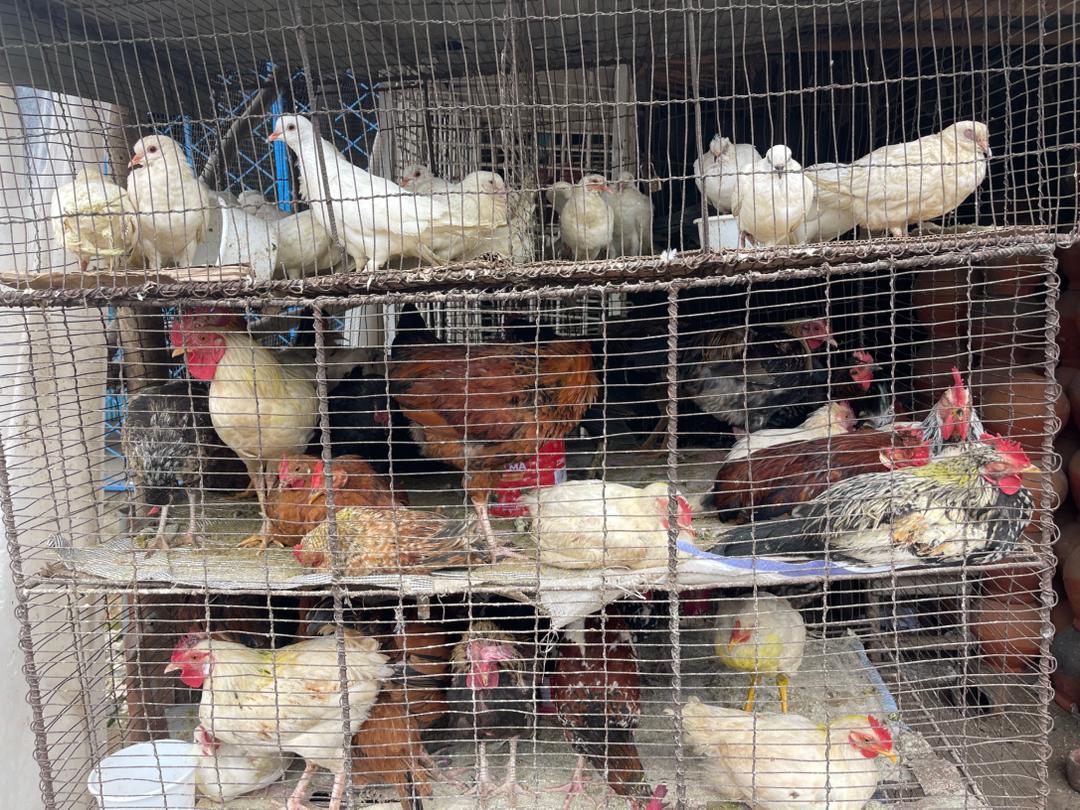 Volailles en cage au marche traditionnel